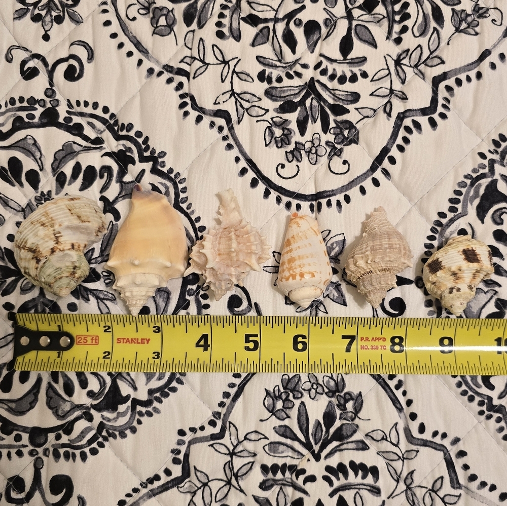 Assorted Seashell Collection 16 Pieces - Picture 9 of 11